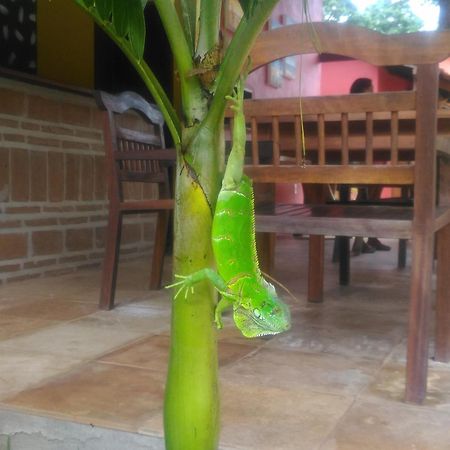 Pousada Paraiso Dos Ipes Hotel Jijoca de Jericoacoara Bagian luar foto